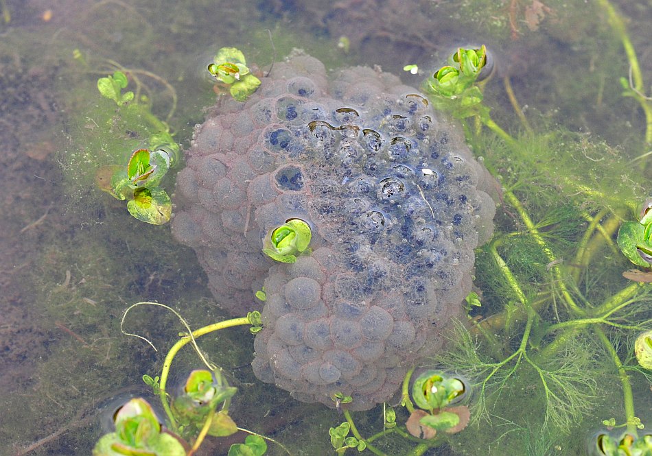 Rana dalmatina o italica? R. dalmatina