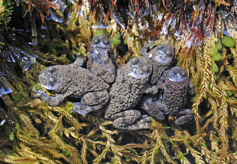 Ululone appenninico