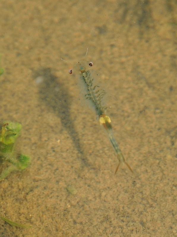 Chirocephalus cfr. diaphanus