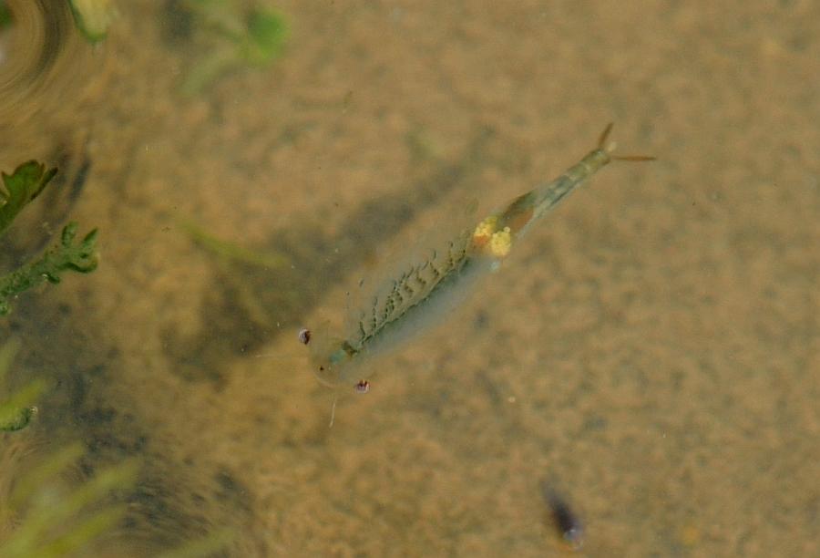 Chirocephalus cfr. diaphanus