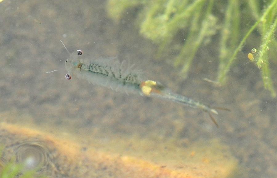 Chirocephalus cfr. diaphanus