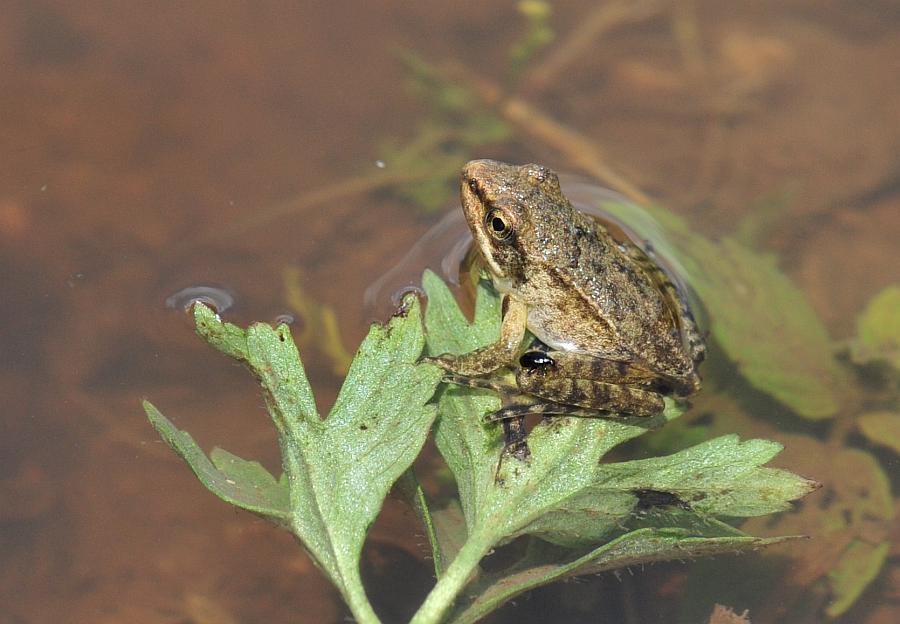 Il laghetto pullula di nuova vita