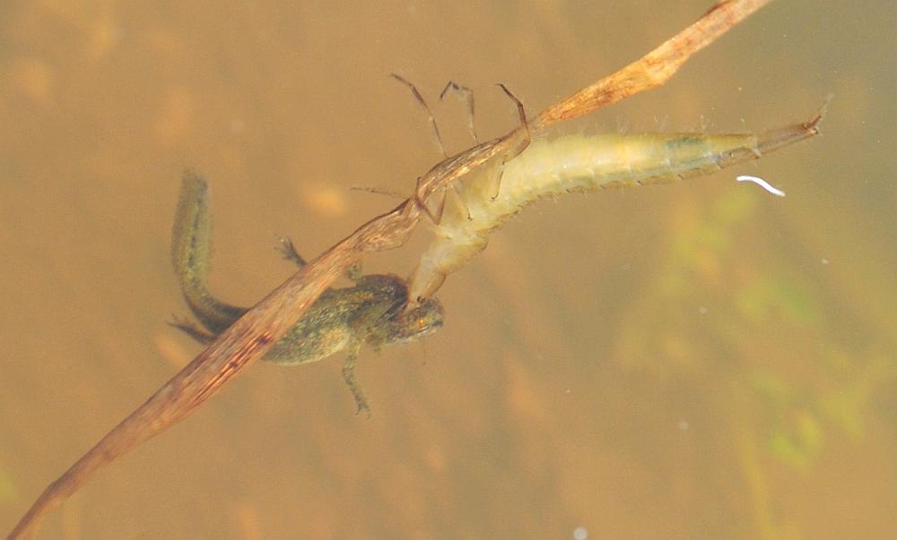 Larva di ditisco vs larva di tritone