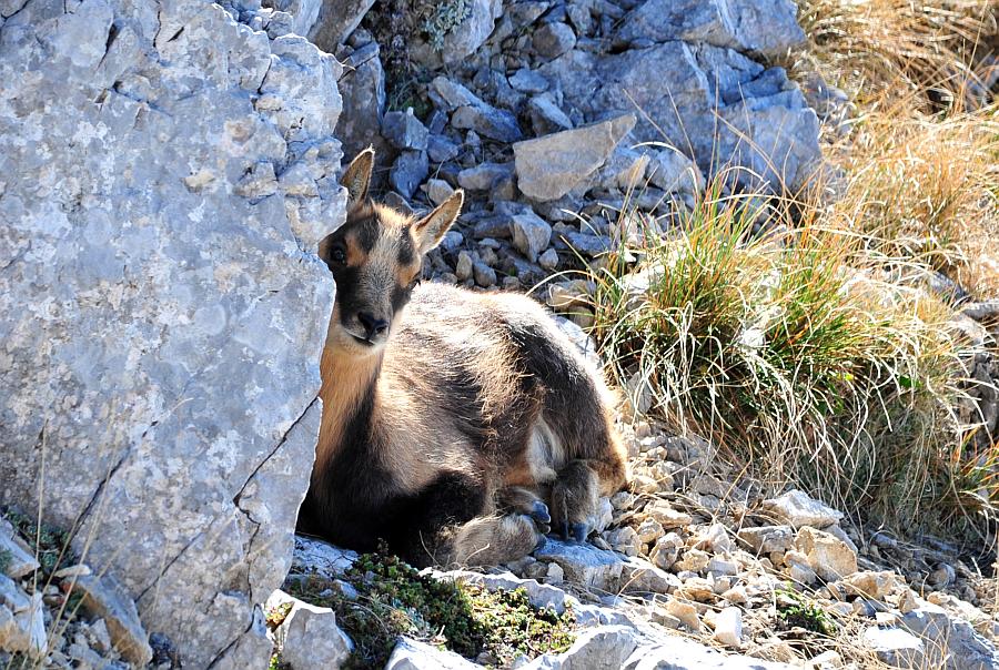Camoscio d''Abruzzo Rupicapra pyrenaica ornata