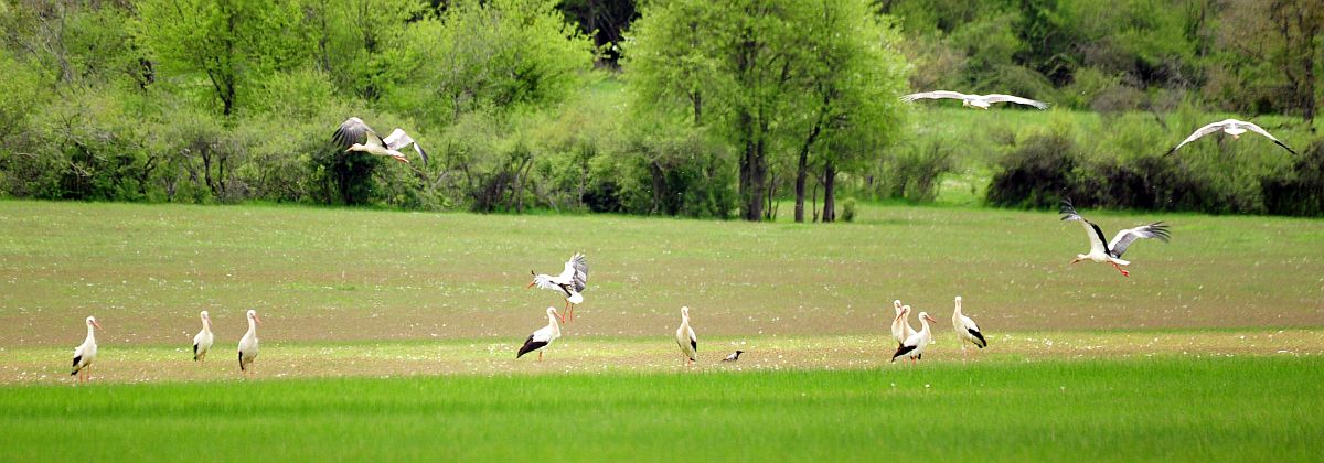 Cicogna bianca in Molise