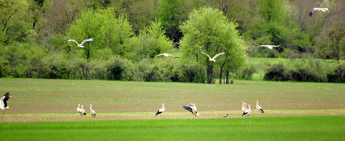 Cicogna bianca in Molise