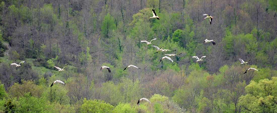Cicogna bianca in Molise