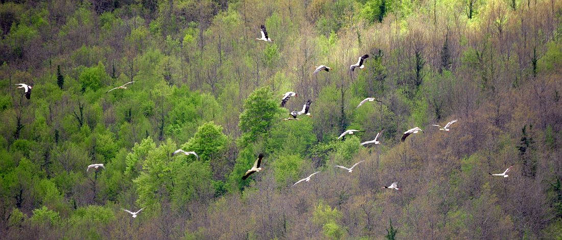 Cicogna bianca in Molise