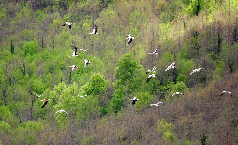 Cicogna bianca in Molise