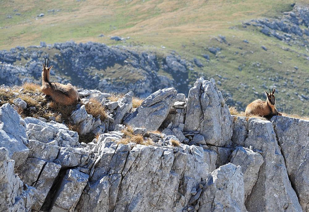 Camoscio d''Abruzzo Rupicapra pyrenaica ornata