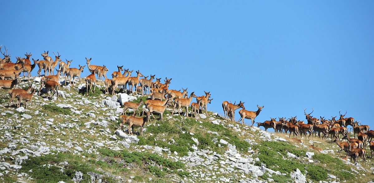Branco di cervi in alta quota
