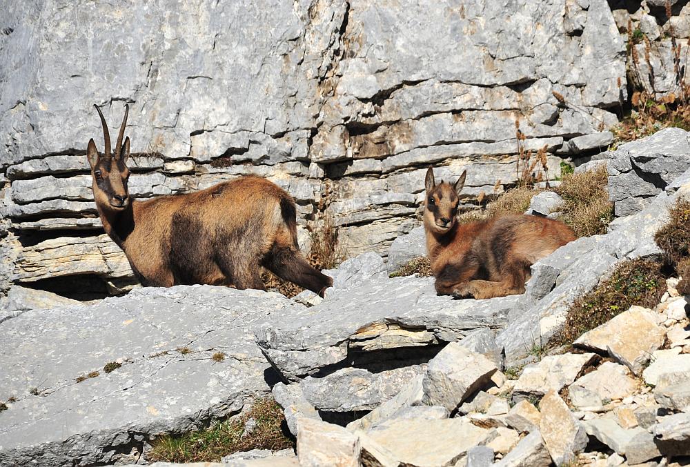 Camoscio d''Abruzzo Rupicapra pyrenaica ornata