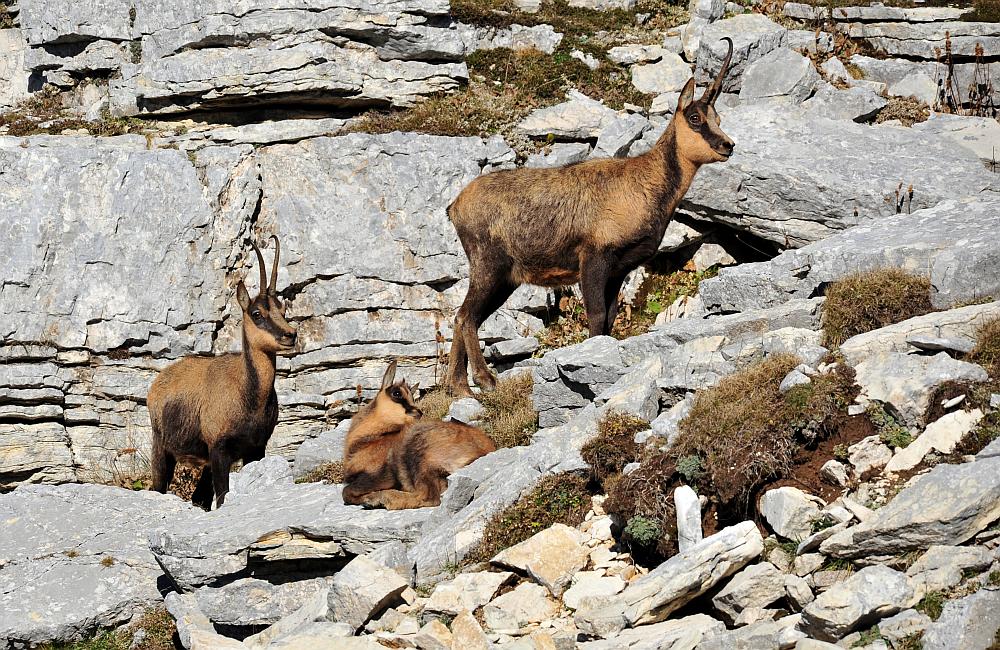 Camoscio d''Abruzzo Rupicapra pyrenaica ornata
