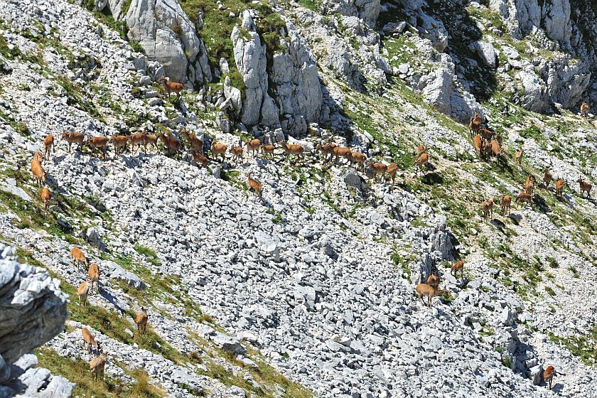 Branco di cervi in alta quota