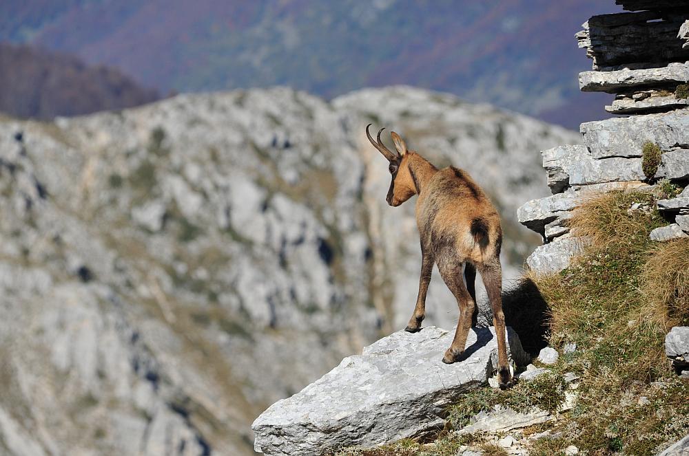 Camoscio d''Abruzzo Rupicapra pyrenaica ornata
