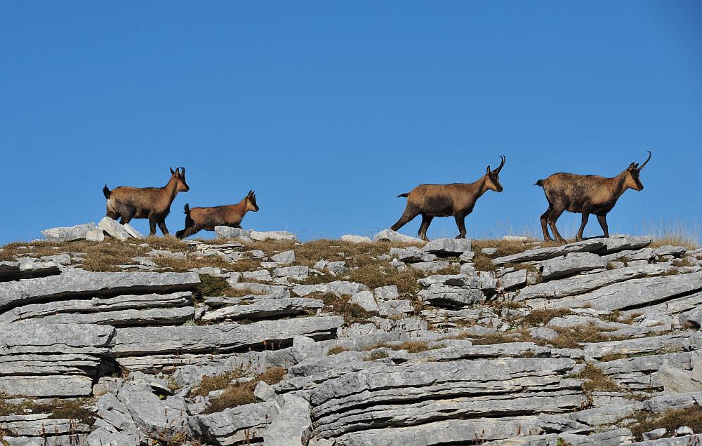 Camoscio d''Abruzzo Rupicapra pyrenaica ornata