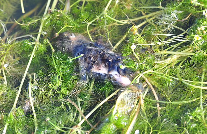 Apodemus sp. - Pizzone (IS)
