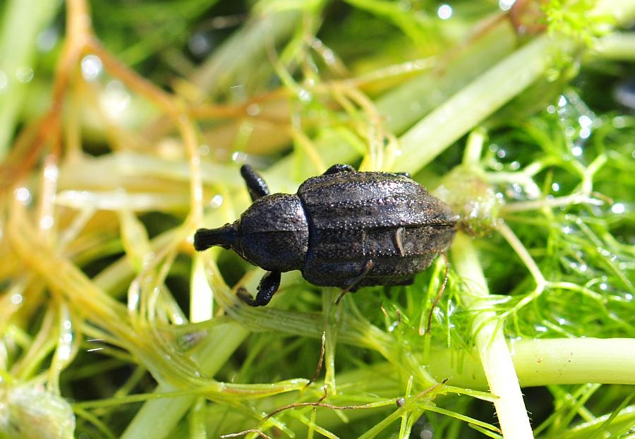 Ancora sconosciuto (per me): Plinthus sp.