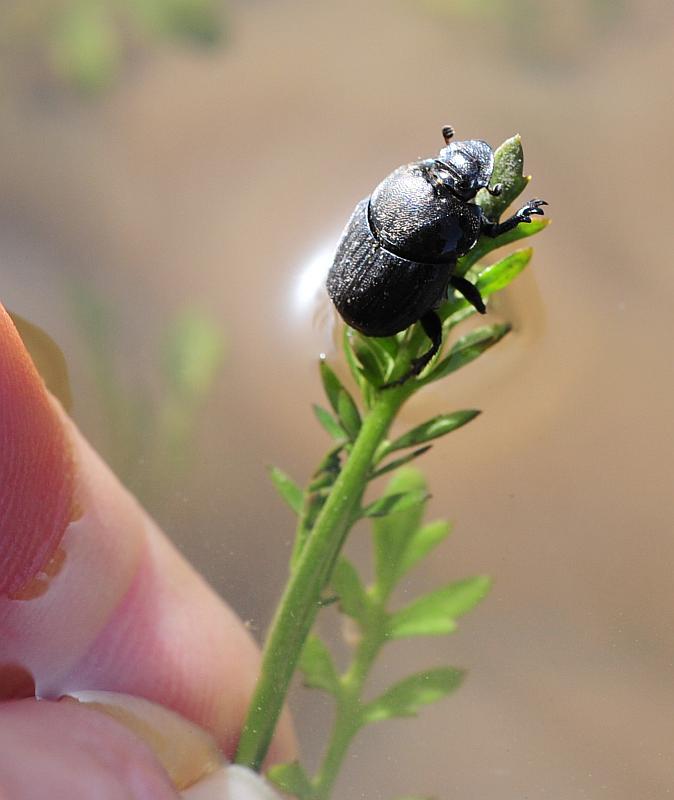 Onthophagus ... verticicornis