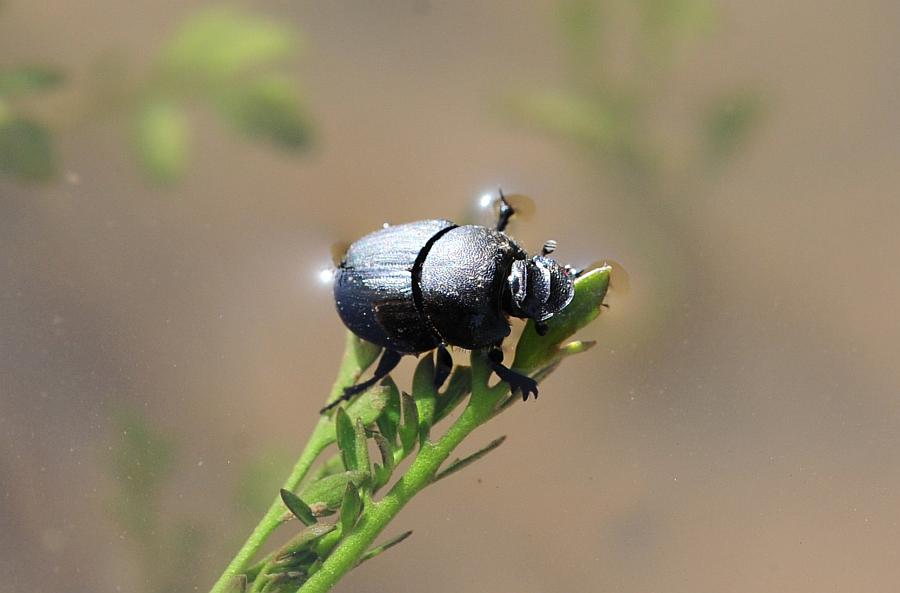 Onthophagus ... verticicornis