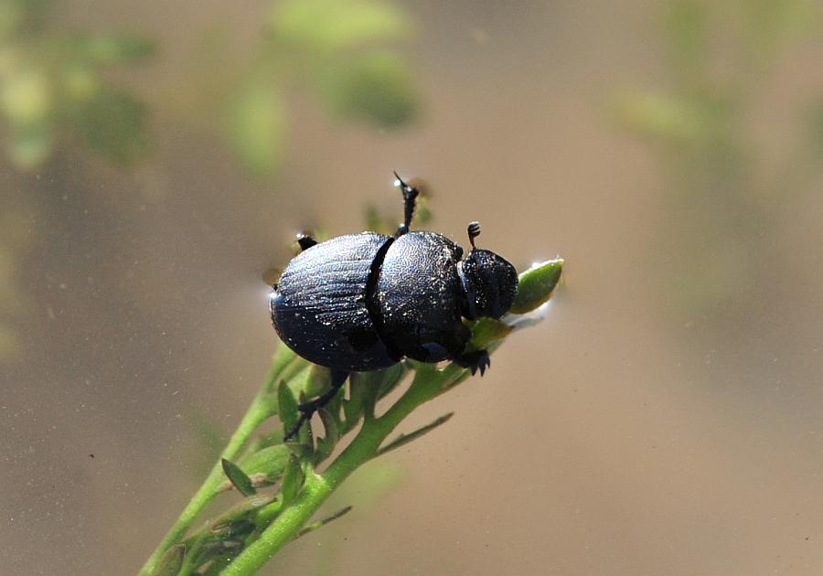 Onthophagus ... verticicornis