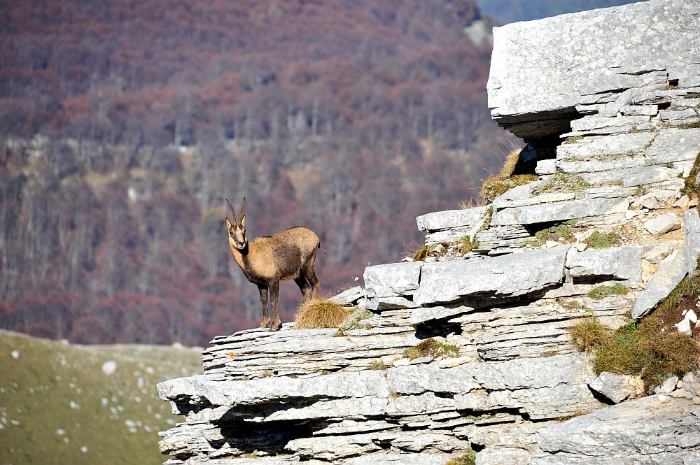 Camoscio d''Abruzzo Rupicapra pyrenaica ornata
