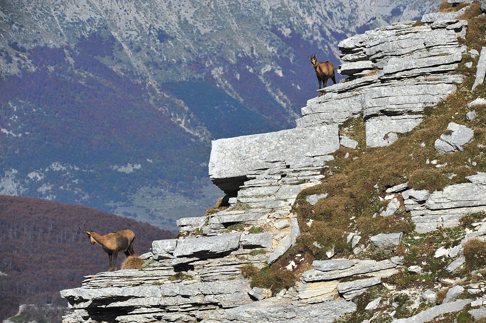 Camoscio d''Abruzzo Rupicapra pyrenaica ornata