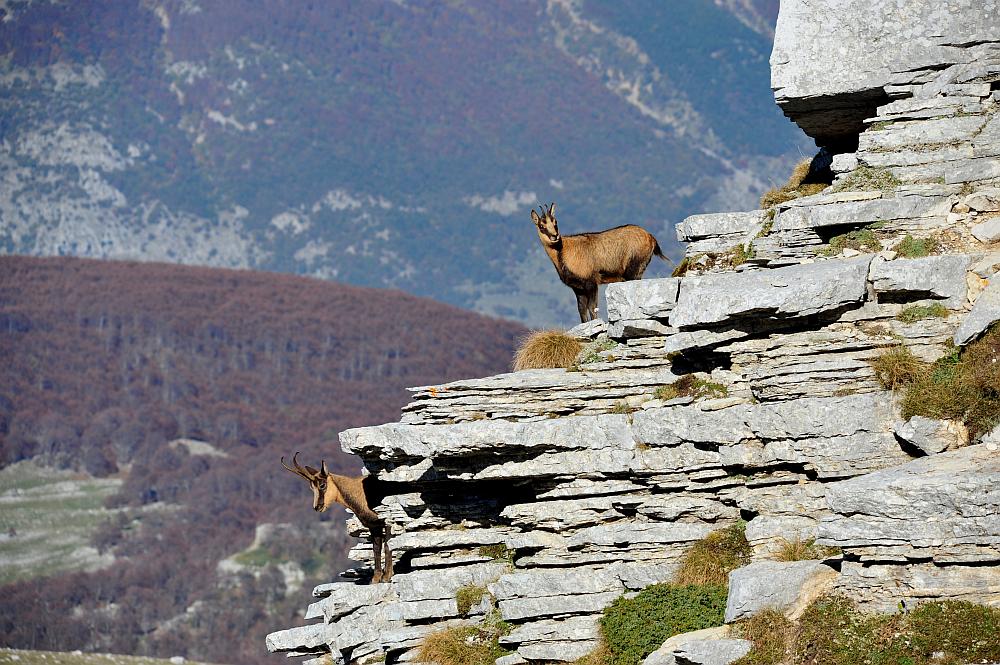 Camoscio d''Abruzzo Rupicapra pyrenaica ornata