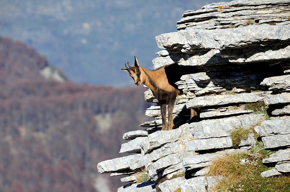 Camoscio d''Abruzzo Rupicapra pyrenaica ornata