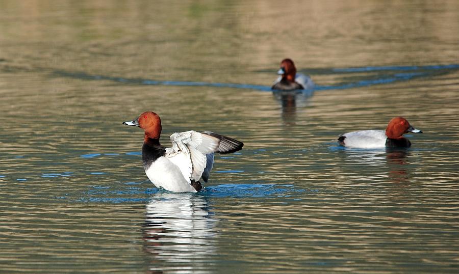 Moriglioni in corteggiamento