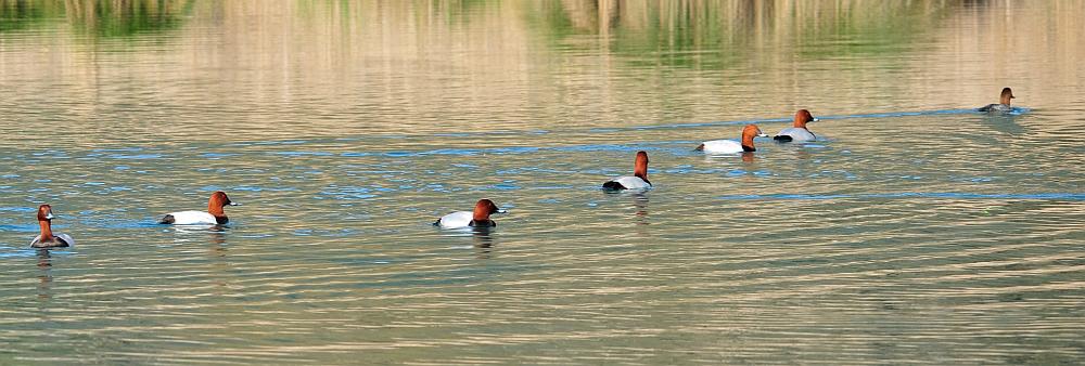 Moriglioni in corteggiamento