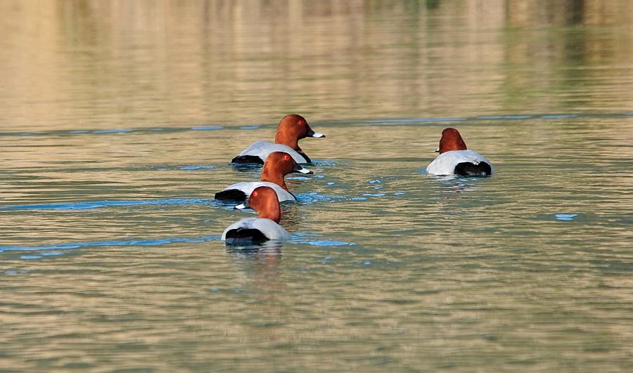 Moriglioni in corteggiamento