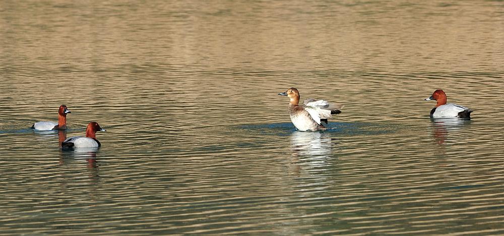 Moriglioni in corteggiamento