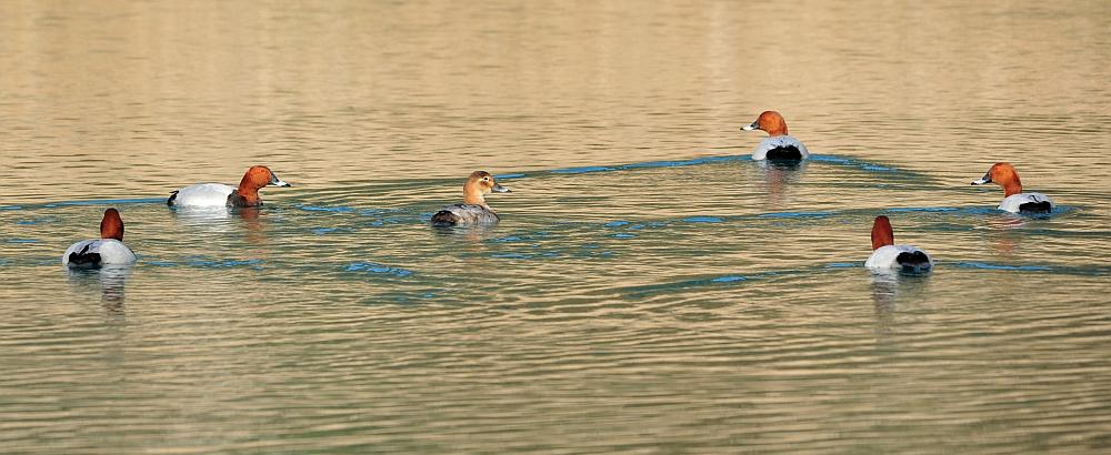 Moriglioni in corteggiamento
