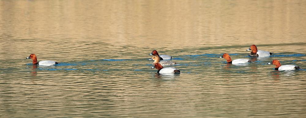 Moriglioni in corteggiamento