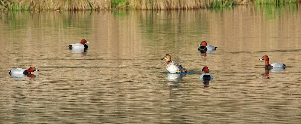 Moriglioni in corteggiamento