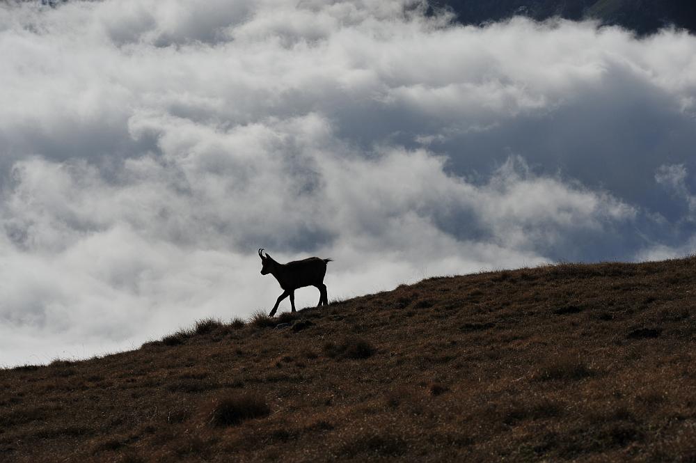 Camoscio d''Abruzzo Rupicapra pyrenaica ornata