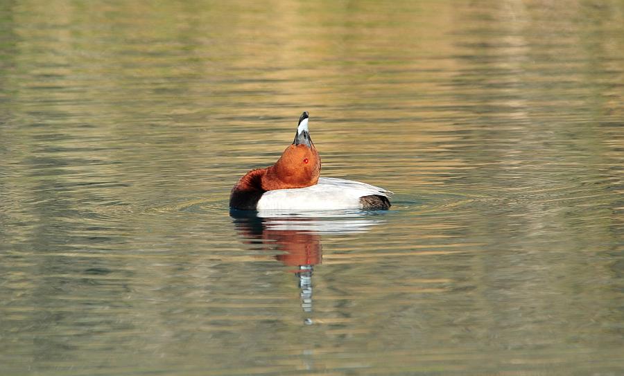 Moriglioni in corteggiamento