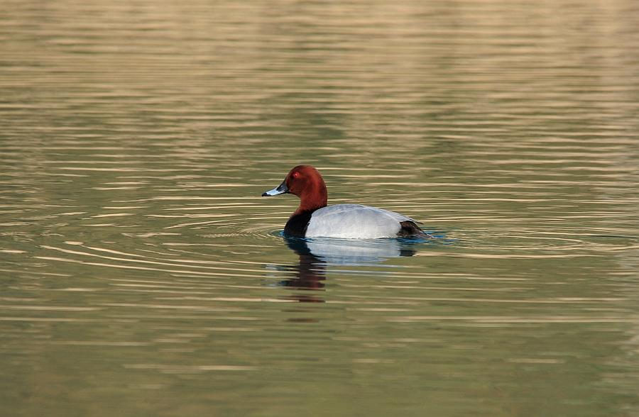 Moriglioni in corteggiamento