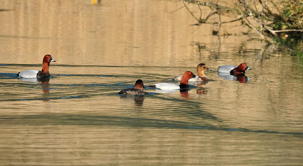 Moriglioni in corteggiamento