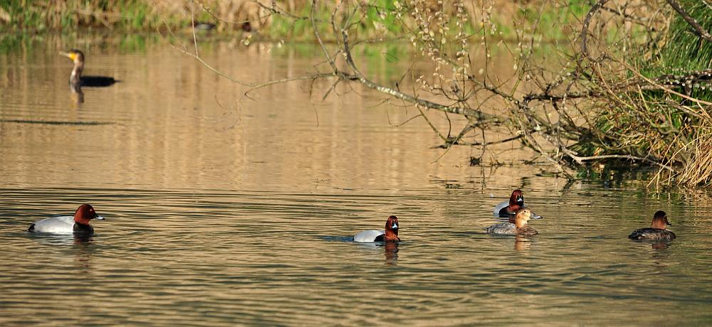 Moriglioni in corteggiamento