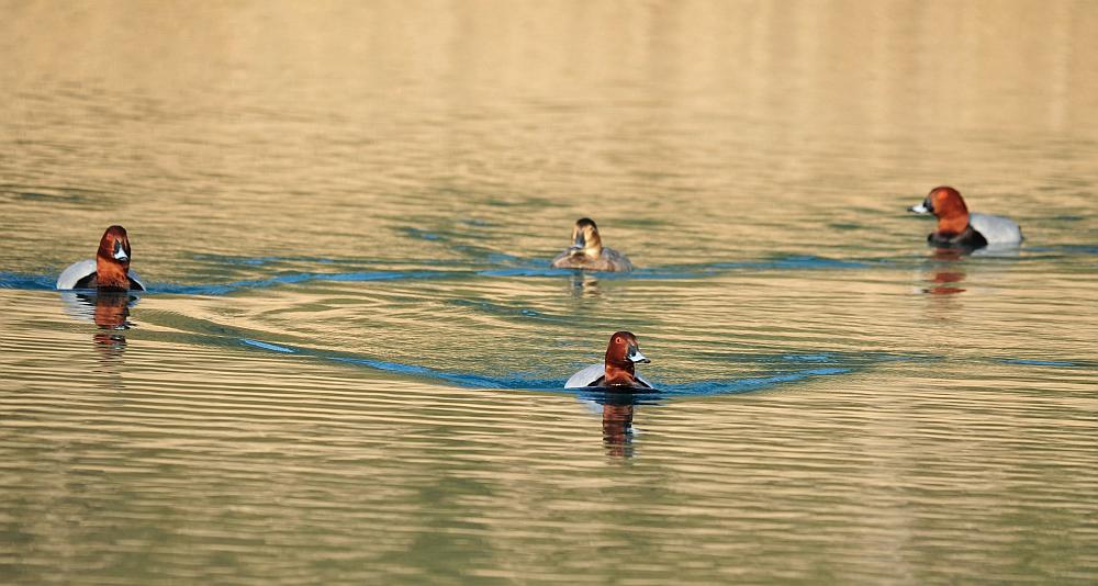 Moriglioni in corteggiamento