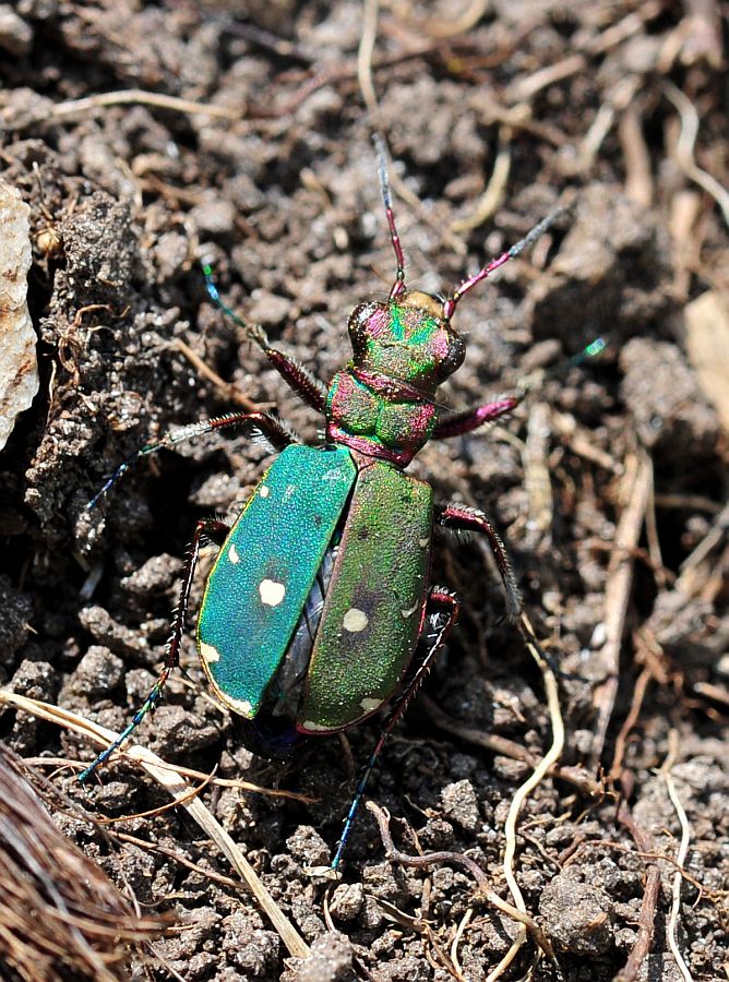 Cicindela campestris