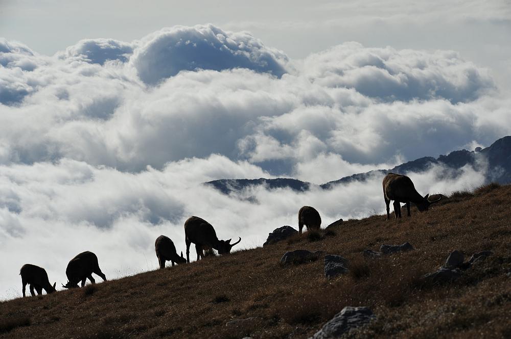 Camoscio d''Abruzzo Rupicapra pyrenaica ornata