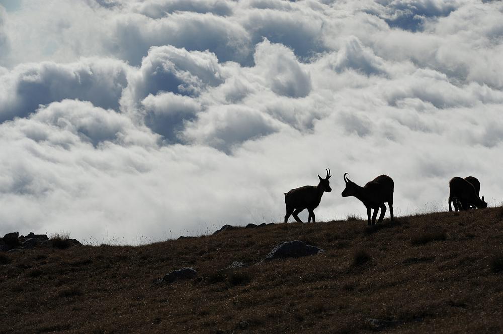 Camoscio d''Abruzzo Rupicapra pyrenaica ornata