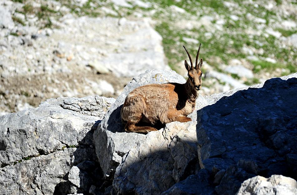 Camoscio d''Abruzzo Rupicapra pyrenaica ornata