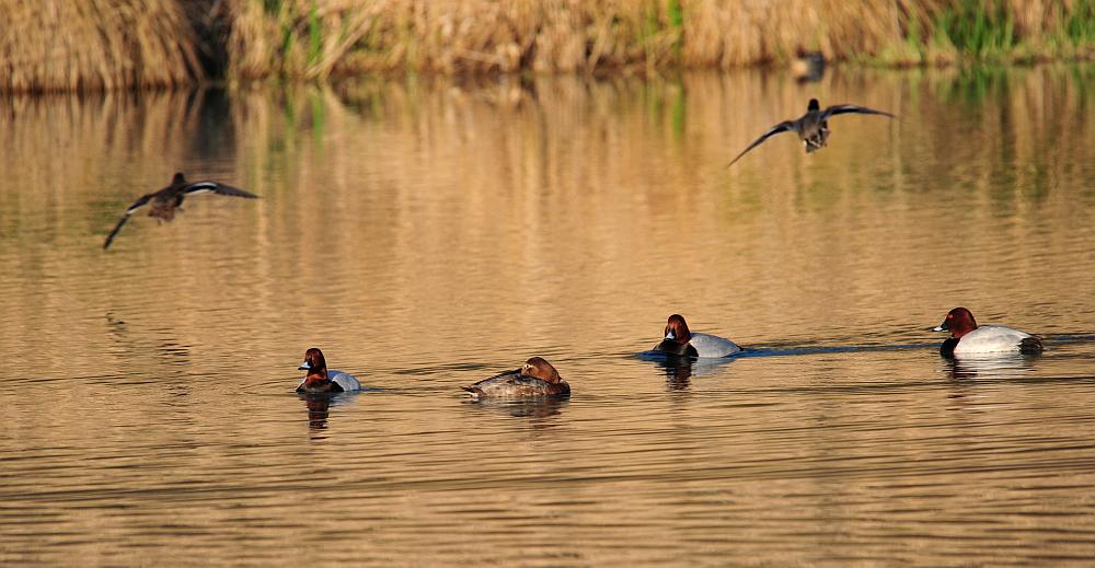 Moriglioni in corteggiamento