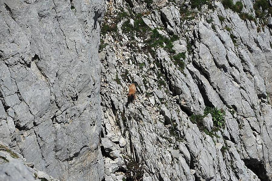 Camoscio d''Abruzzo Rupicapra pyrenaica ornata