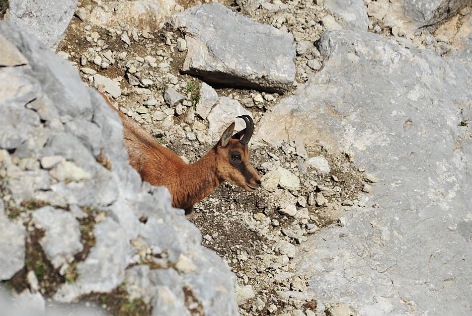 Camoscio d''Abruzzo Rupicapra pyrenaica ornata