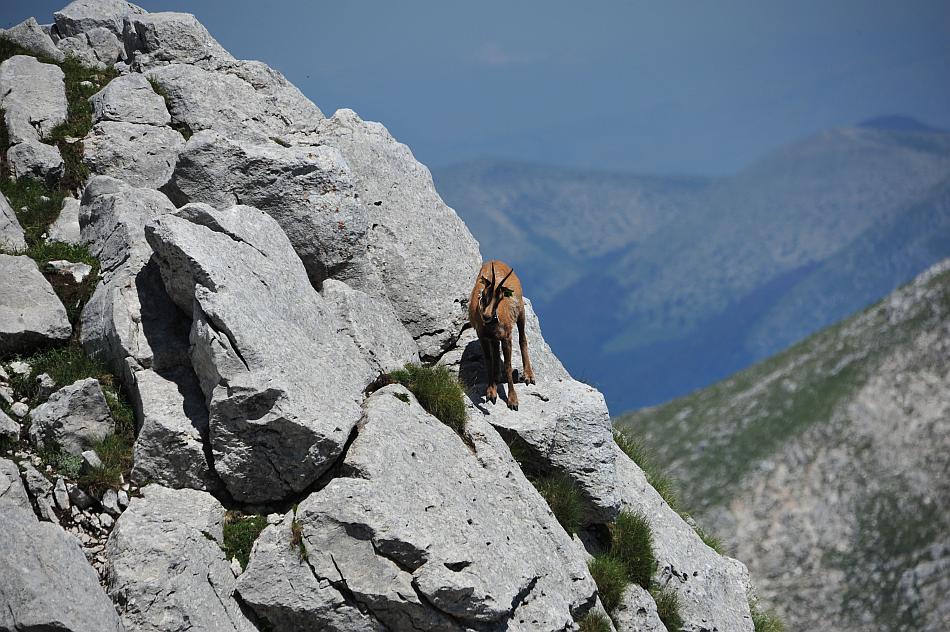 Camoscio d''Abruzzo Rupicapra pyrenaica ornata